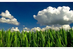 Les biocarburants ne passent pas au Parlement européen